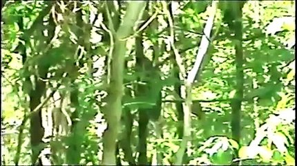 Barred Owl gets a chipmunk