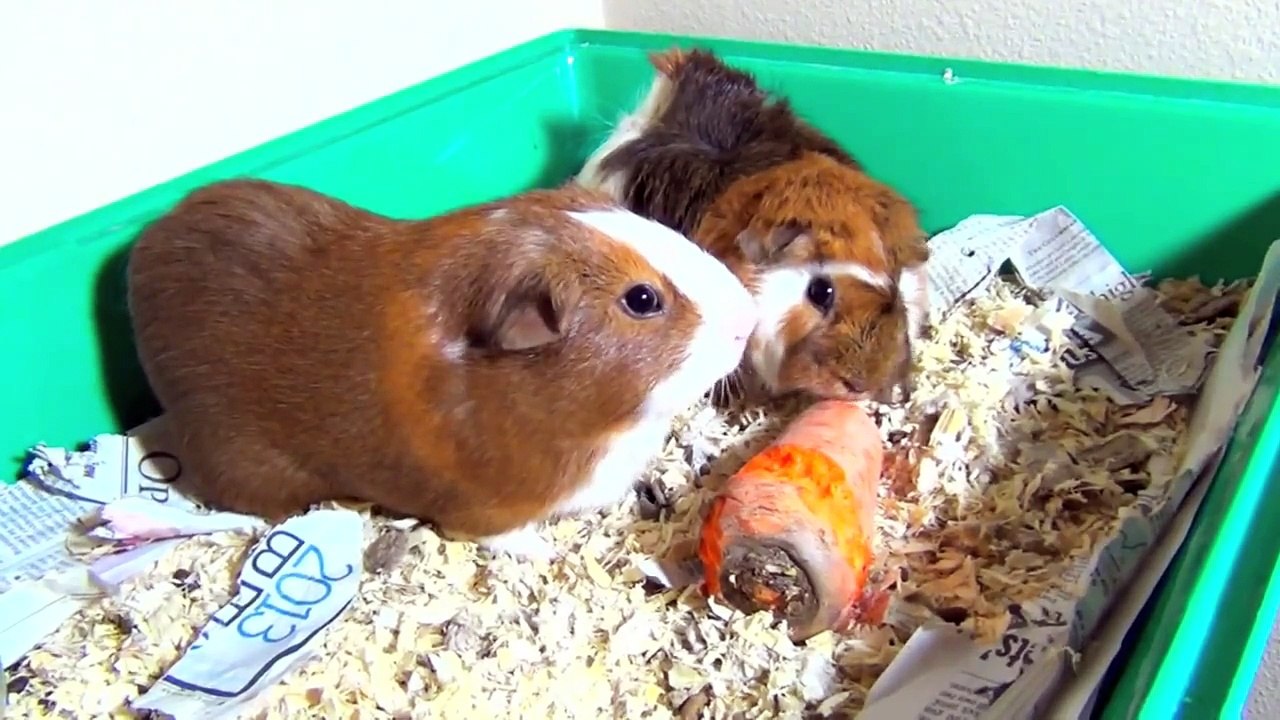 Guinea Pigs Eating Carrot, Running, Squealing, Squeaking Loud
