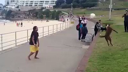 Awesome brazilians dog plays football