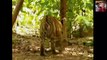 Crazy Monkey Disturbing Big cats - Gibbon taunts tiger cubs Funny Animals Video