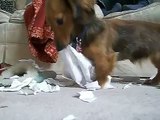Daschund ripping up paper!