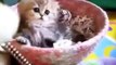 Wow Anak Kucing Persia Cantik Dan Lucu