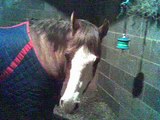 R.i.p Ollie Amazing times with an amazing pony :(