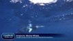 Antarctic Minke Whale encounter on The Great Barrier Reef