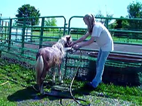 Call 815-600-6464 Animal Rental Chicago, Farm Zoo Rental Chicago, Petting Zoo Rental Chicago Area