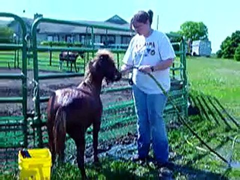 Call 815-600-6464-Animal Rental,Animal Rentals,Animal Rental Chicago,Animal Rentals Chicago Area