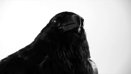 After Effects Project Files - Raven Logo - VideoHive 8935710