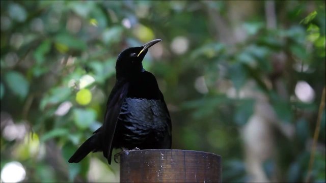 Victoria's Riflebird - Bird of Paradise - Dance