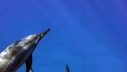 Dolphin reflections under the surface