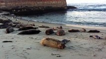 San Diego Sea Lions on the Beach