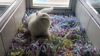 SAMOYED YAVRUSU