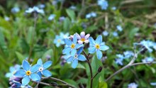 Han Ji Min