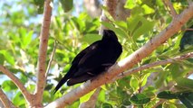 O Canto do Pássaro Preto - Graúna (Gnorimopsar chopi)