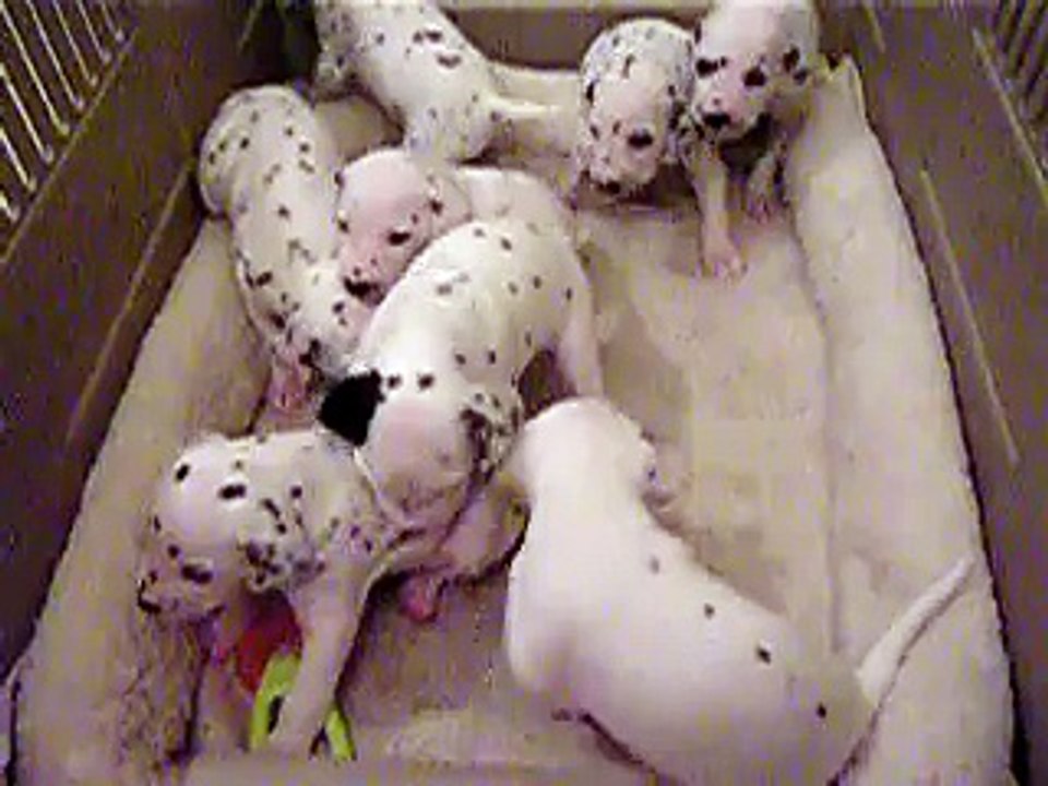 puppies playing