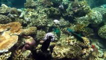 The GREAT BARRIER REEF, fantastic underwater videos, Queensland (Australia)