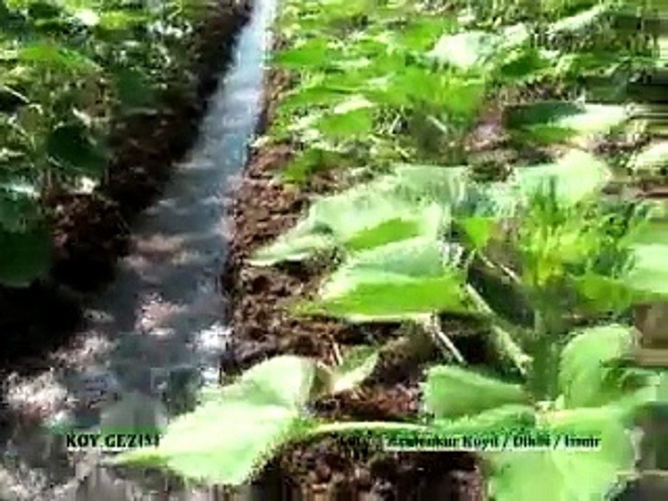 220 Dikili sulama