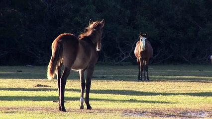 Pro Horse Slaughter & Euthanasia