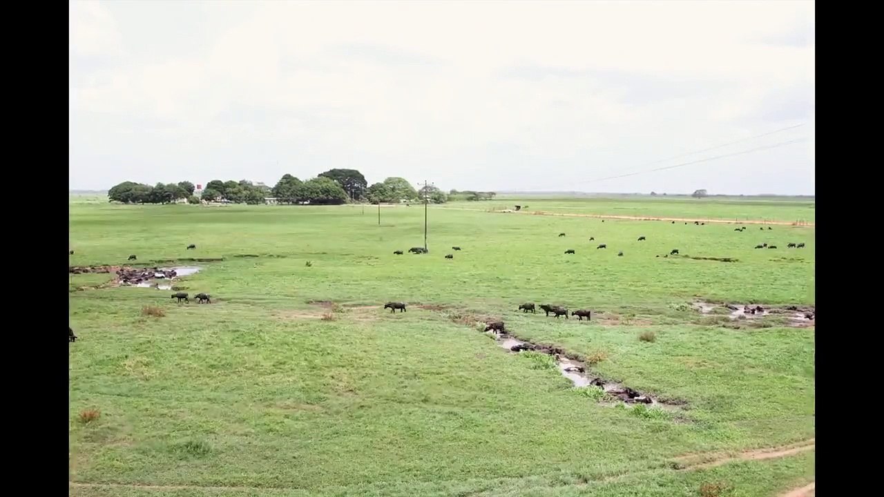 La Sabana Bufalinda