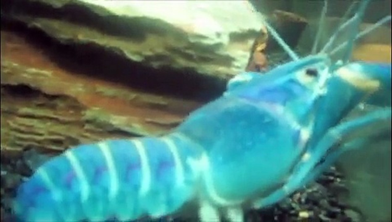 Blue Lobster (Crayfish)