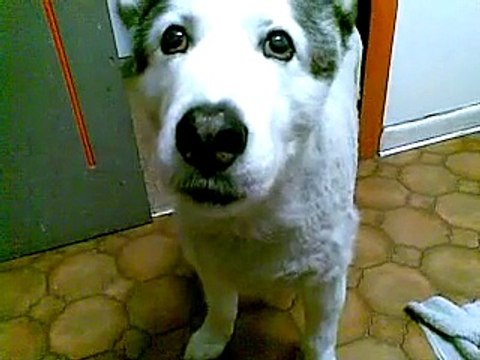 Siberian Husky named Xandor talking