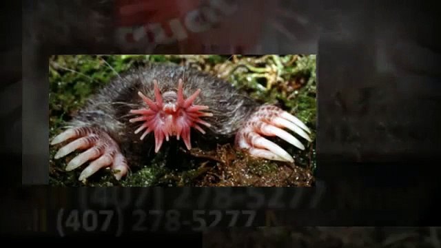 Animal Removal Orlando FL (407) 278-5277 Critter Removal - Control