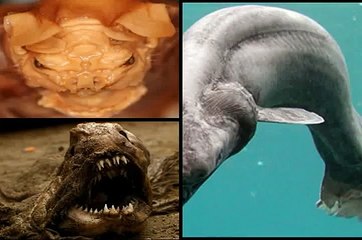 10 Of The Scariest Looking Animals In The World