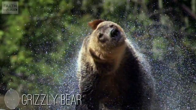 13 Amazing Slow Motion Animals - Earth Unplugged