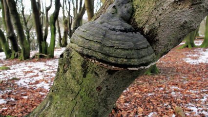 Vild natur med vilde dyr