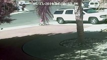 Brave Cat Saves Child From Dog Attack (CCTV Cam)