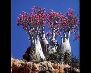 جزيرة سقطرى  اليمن ( يازين هب النسيم )