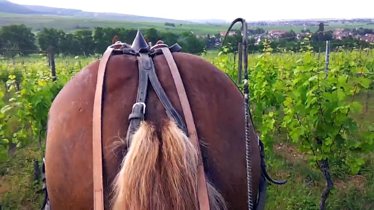 poudrage des vignes
