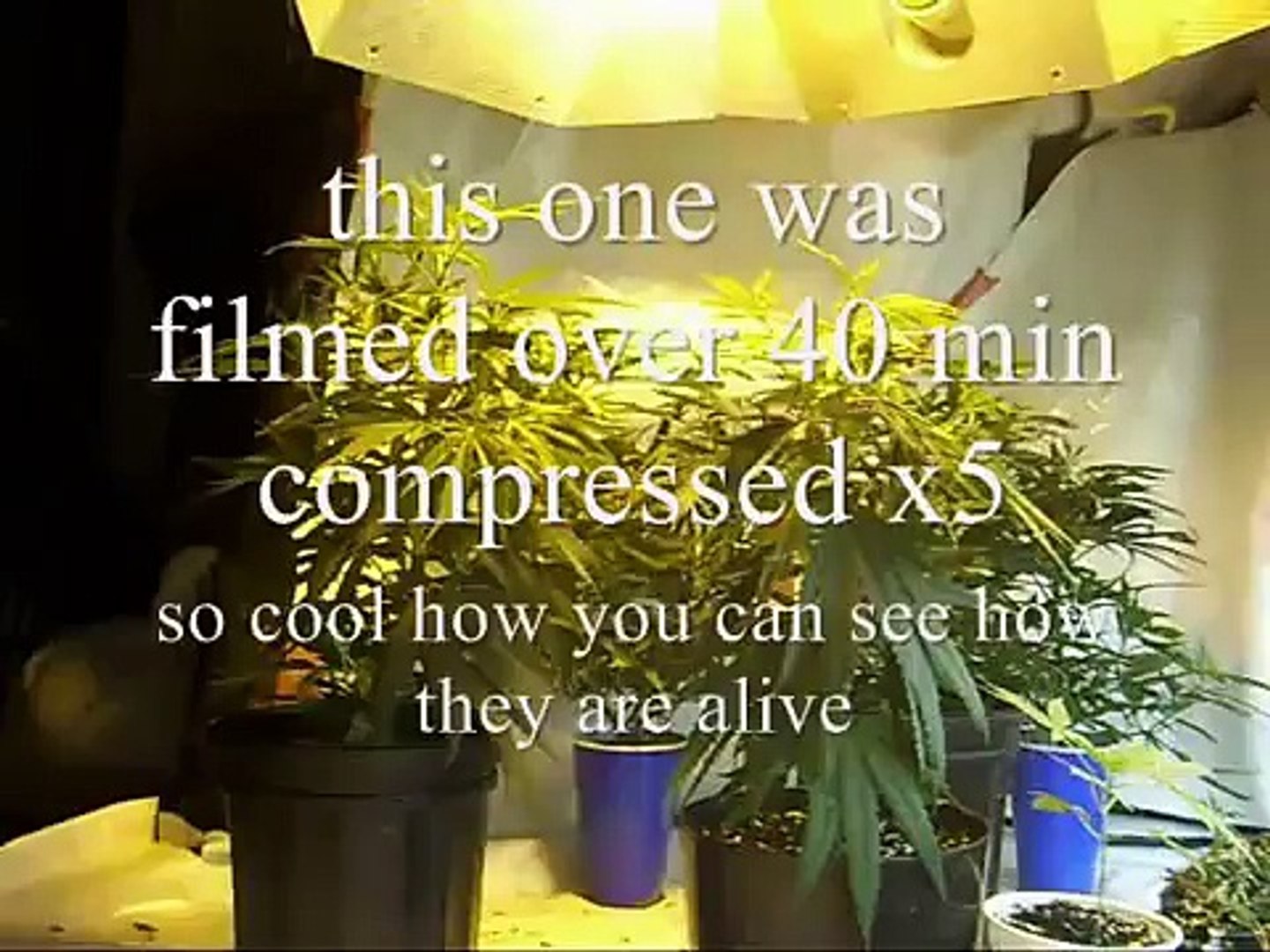 Cannabis Time Lapse
