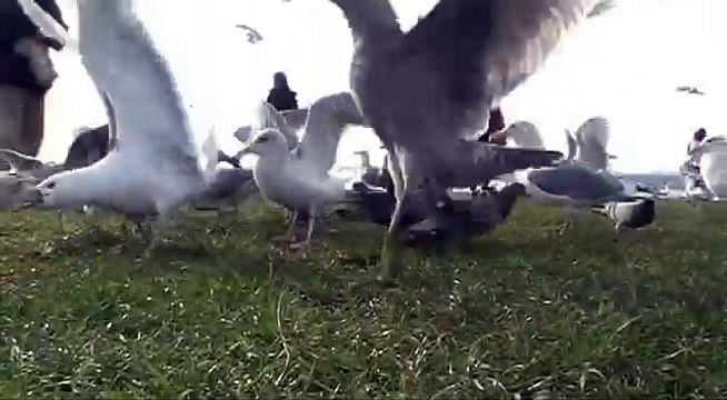 feeding pigeons out of hand
