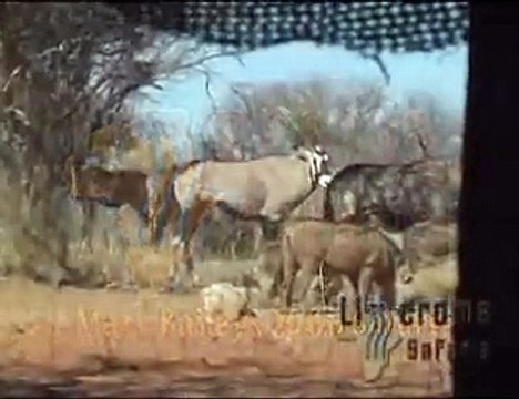 South African Bow Hunting - Limcroma Safaris