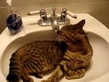 Kitten drinking while in the sink...again