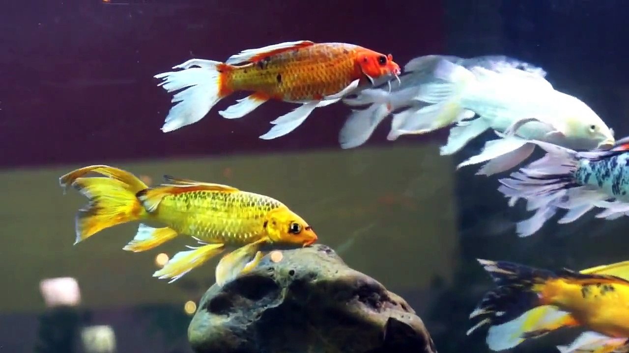 Butterfly Koi - Ornamental fish