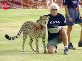 The World's Fastest Cheetah