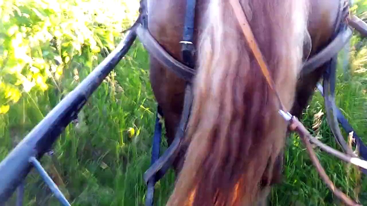 Passage du rolofaca avec Skippy