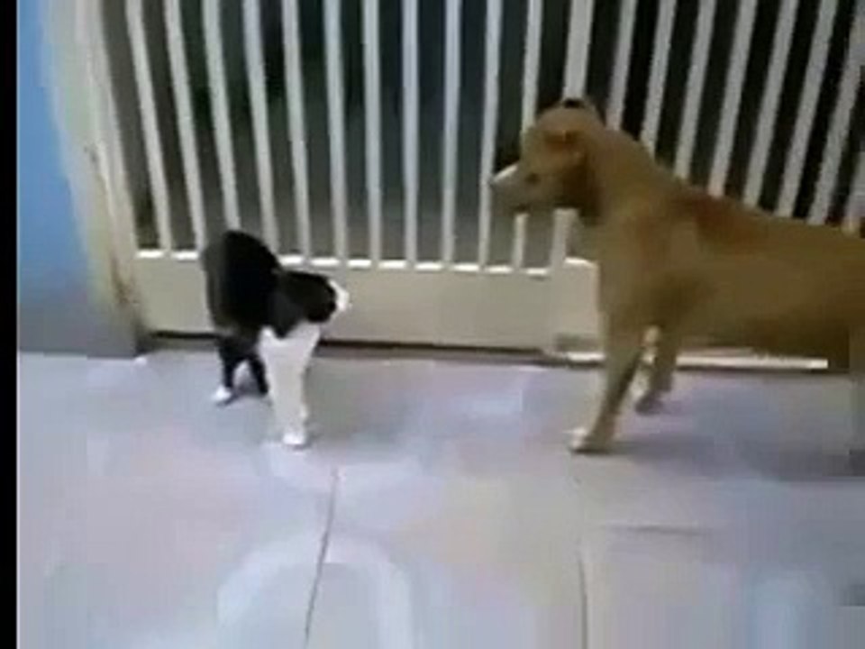 Jedi Cat Vs Dogs (High Quality)