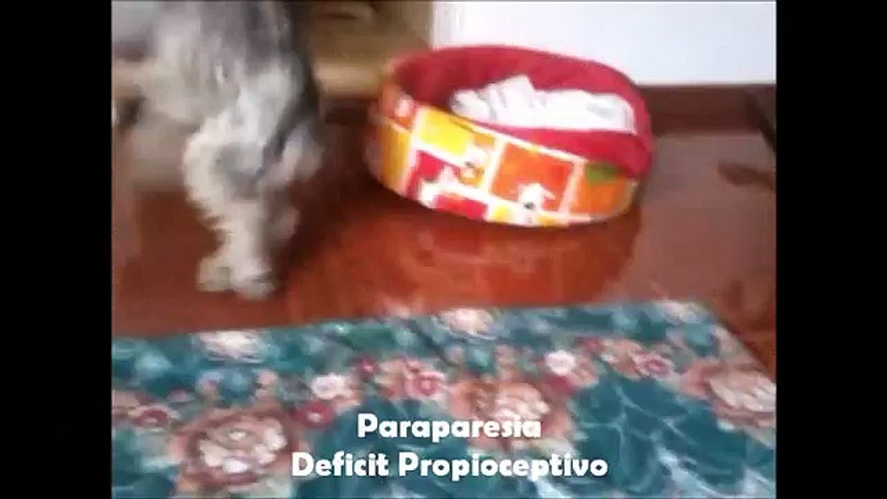 Fisioterapia veterinaria ZooHands - Hernia discal - Bogota