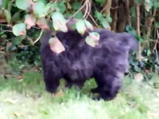 In the garden with our two Bouvier Des Flandres, Arran & Jura.