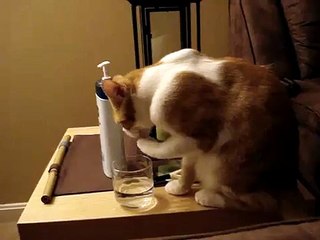 Auzi, my cat drinking water with his hands