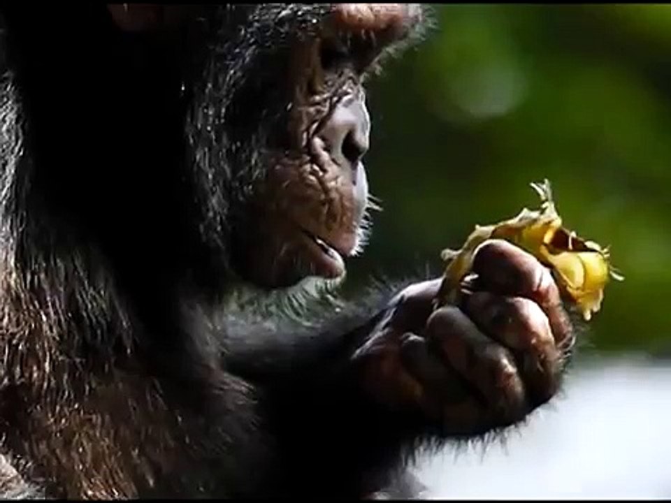 The Humane Society of Canada - Hear their voices one minute PSA