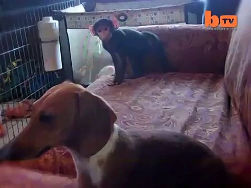 Tiger Cub, Baby Baboon & Sausage Dog Friends