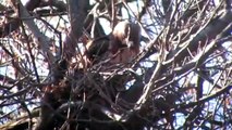 Red-tailed hawk builds nest in Tompkins Square