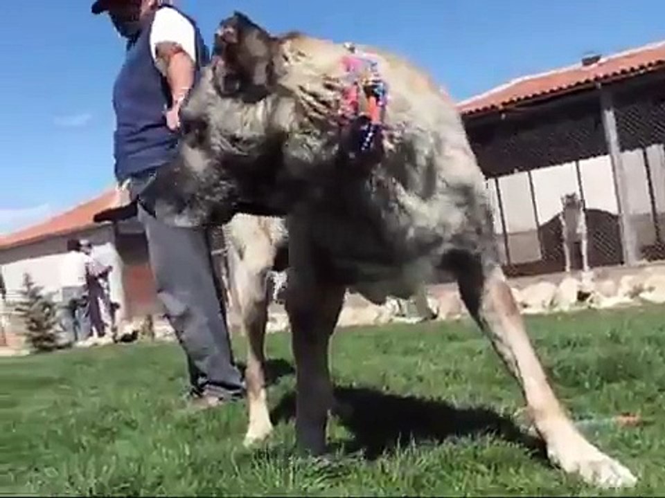 kangal