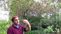 Corkscrew Willow Tree, Salix matsudana - Fast Growing Shade Tree