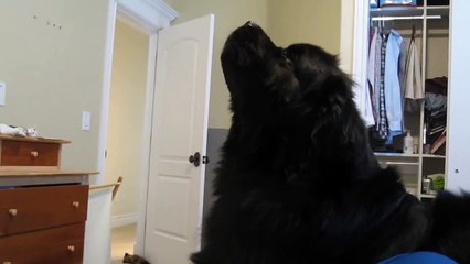 Carl the Newfoundland Dog Howling