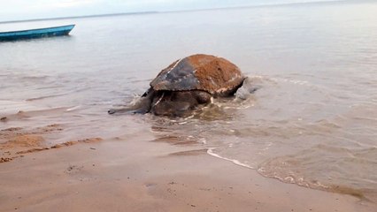 Ponte tortue luth à Awala Yalimapo.