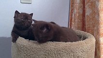 Amazing British Shorthair kittens ! Rare colors Chocolate and Cinnamon  available ))))))
